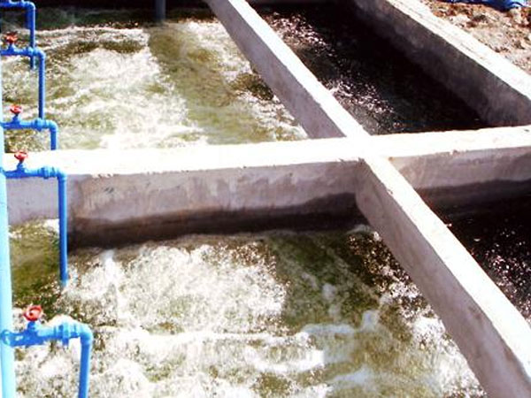 Xử lý ô nhiễm nước bằng vi sinh vật (P3)