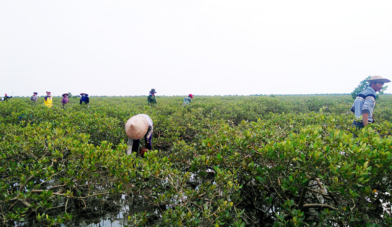 Quảng Ninh: Tích cực thực hiện Chương trình mục tiêu ứng phó BĐKH và tăng trưởng xanh