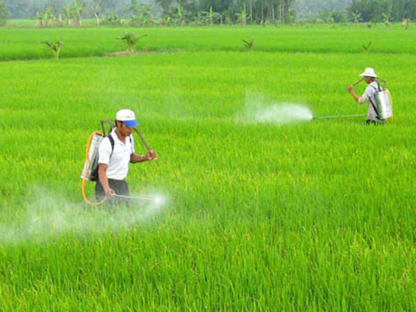 Sử dụng bừa bãi hóa chất tác động tiêu cực tới nông nghiệp
